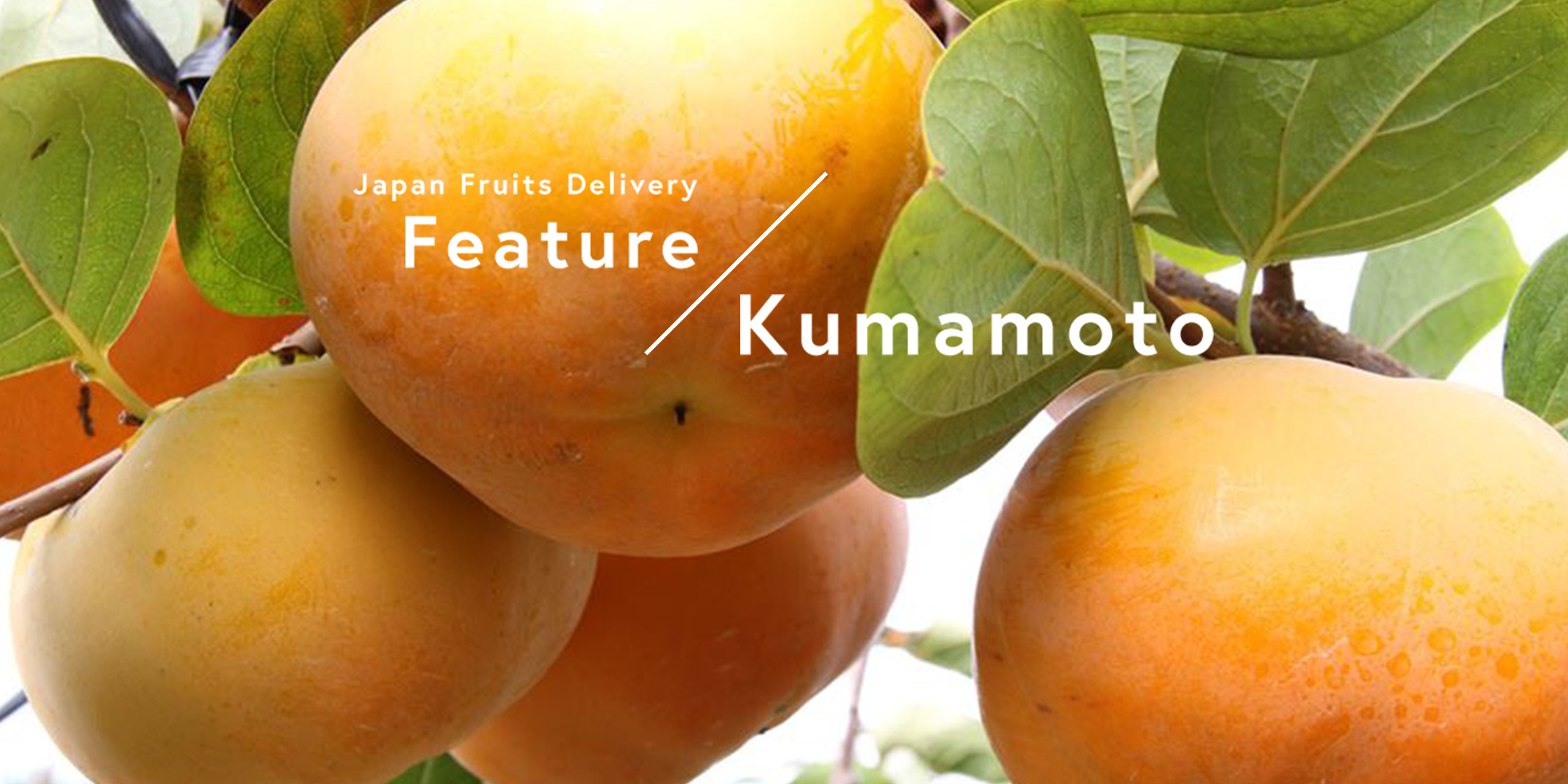 Fruit Kingdom Kumamoto Special Feature